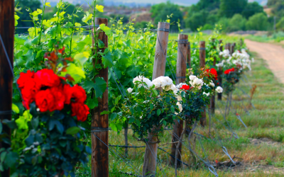 ¿Por qué se plantan rosas en los viñedos?   